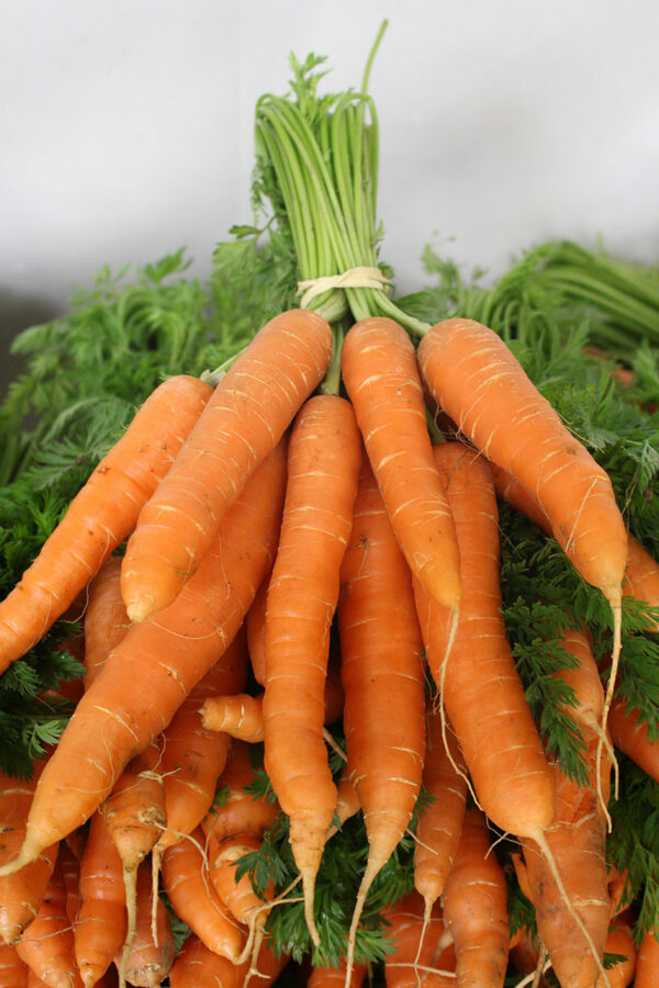 carotte kilo