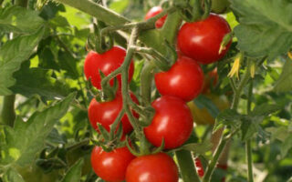tomate cerise en mélange 400 gr