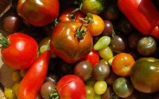 tomate ancienne bio 1 kilo