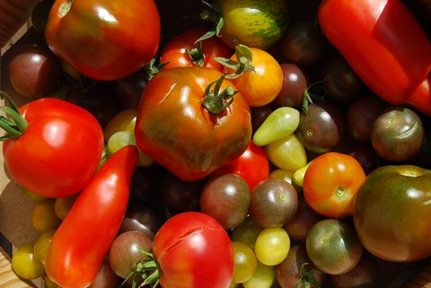 tomate ancienne bio 1 kilo