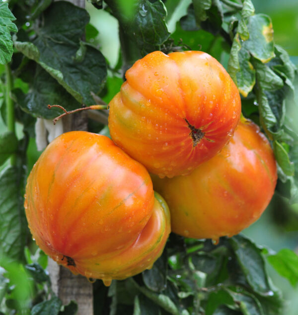 tomate ancienne 1 kilo